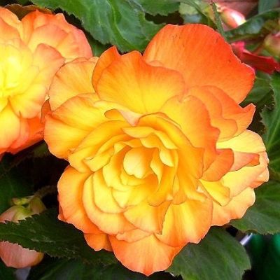 Бегония Каскад Пикоти Санрей Бегония Каскад Пикоти Санрей - Dolina-Sad.Ru