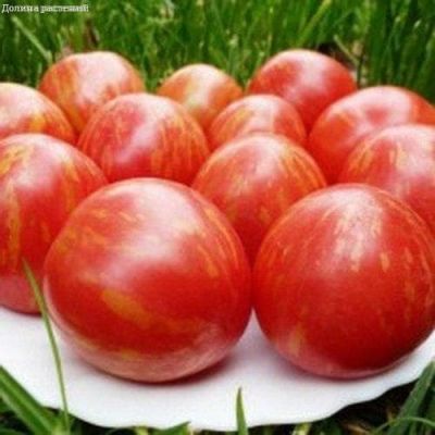 Томат Тигровый Н14 фото