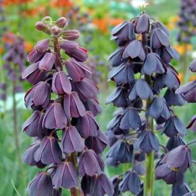 Рябчик Персидский фото