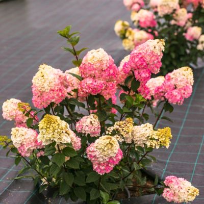 Гортензия метельчатая Самарская Лидия, С3 - Dolina-Sad.Ru