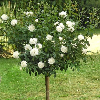 Роза Штамбовая Алабастер Роза Штамбовая Алабастер - Dolina-Sad.Ru