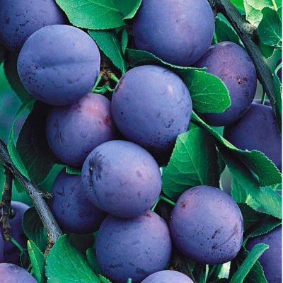 Слива Яичная Слива Яичная - Dolina-Sad.Ru