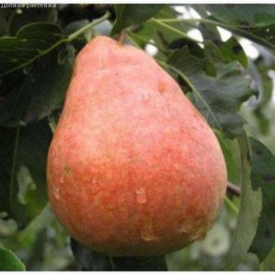 Груша Забава/Осенняя Груша Забава/Осенняя фото