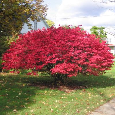 Бересклет Крылатый Чикаго Файер фото