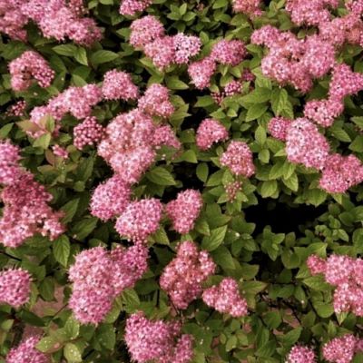 Спирея японская Манон, С7,5 Спирея японская Манон, С7,5 - Dolina-Sad.Ru