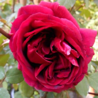 Роза Крайслер Империал Роза Крайслер Империал - Dolina-Sad.Ru