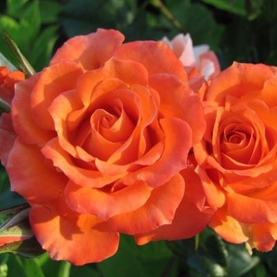 Роза Оранж Мейландина Роза Оранж Мейландина - Dolina-Sad.Ru