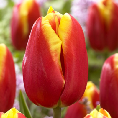 Тюльпан Доу Джонс - Dolina-Sad.Ru