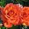 Роза Оранж Мейландина Роза Оранж Мейландина - Dolina-Sad.Ru