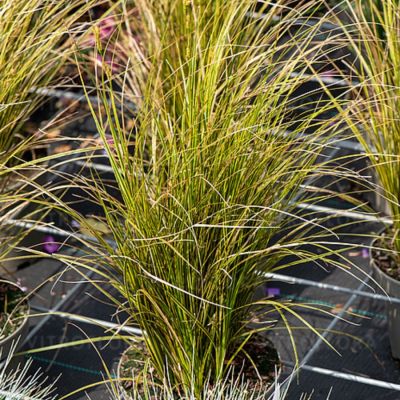 Осока коричневая Ауреомаргината - Dolina-Sad.Ru