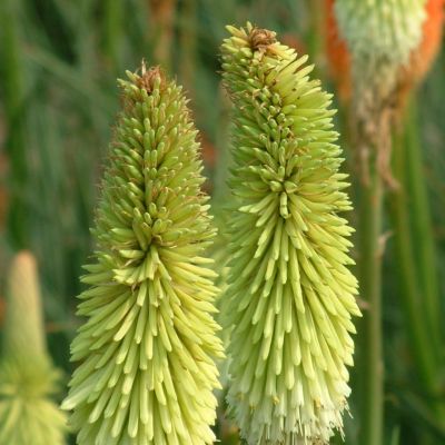 Книфофия Грин Жаде Книфофия Грин Жаде - Dolina-Sad.Ru