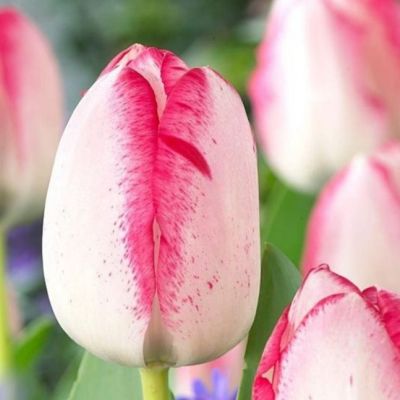 Тюльпан Плэйгерл Тюльпан Плэйгерл фото