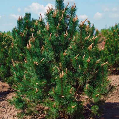 Сосна крючковатая Круснохорец Сосна крючковатая Круснохорец - Dolina-Sad.Ru