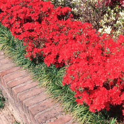 Рододендрон Стюартстониан Рододендрон Стюартстониан - Dolina-Sad.Ru