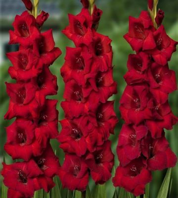 Гладиолус Рома Гладиолус Рома - Dolina-Sad.Ru