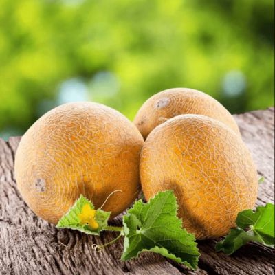 Дыня Медовый Спас (А) Дыня Медовый Спас (А) фото