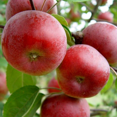 Яблоня Поспех/Зимняя Яблоня Поспех/Зимняя фото