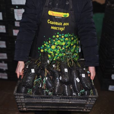 Роза Нью Имейдж Роза Нью Имейдж фото