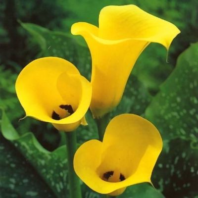 Калла Мэджик Калла Мэджик фото