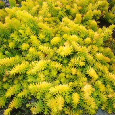 Седум отогнутый Ангелина , P9 Седум отогнутый Ангелина , P9 фото