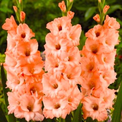 Гладиолус Сабор Гладиолус Сабор - Dolina-Sad.Ru