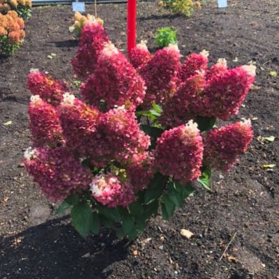 Гортензия метельчатая Ред Вельвет Гортензия метельчатая Ред Вельвет - Dolina-Sad.Ru