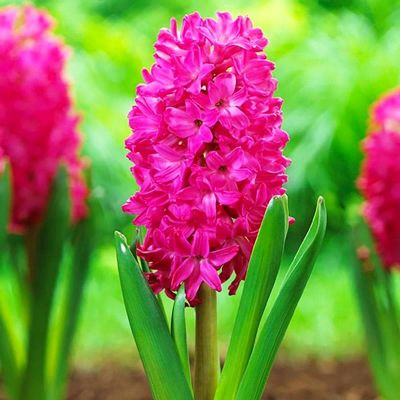 Гиацинт Ян Бос Гиацинт Ян Бос фото