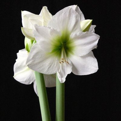 Амариллис Антарктика Амариллис Антарктика фото