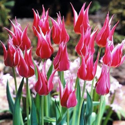 Тюльпан Лили Чик Тюльпан Лили Чик фото