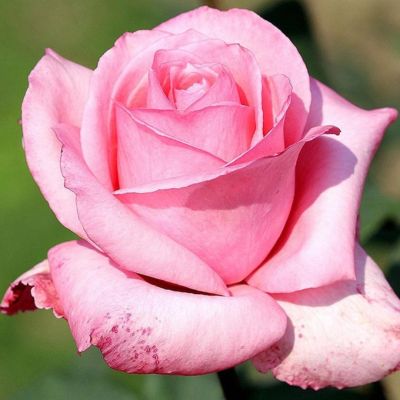 Роза Эйфел Тауер Роза Эйфел Тауер - Dolina-Sad.Ru