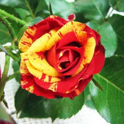 Роза Штамбовая Фаер Флеш Роза Штамбовая Фаер Флеш - Dolina-Sad.Ru