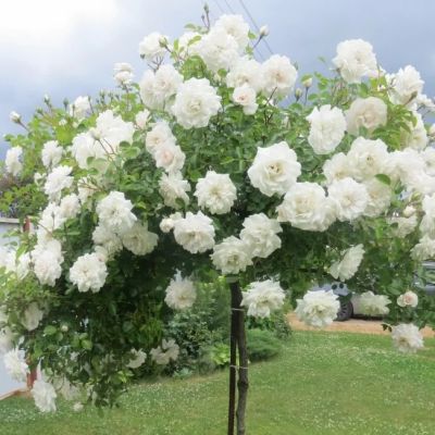 Роза Штамбовая Алабастер Роза Штамбовая Алабастер - Dolina-Sad.Ru