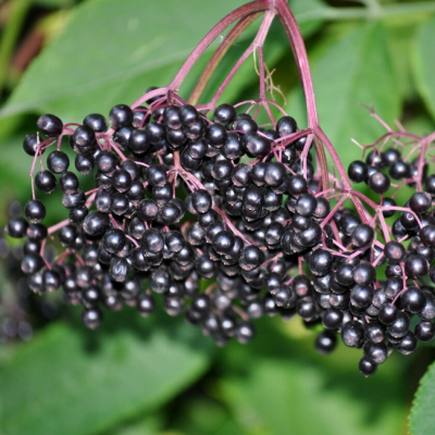 Бузина черная Корсар Бузина черная Корсар фото