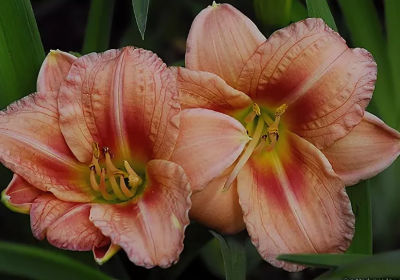 Лилейник Джаст Май Сайз фото