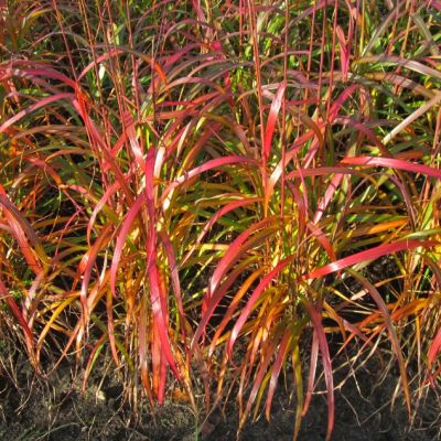 Мискантус китайский Наваджо , x Мискантус китайский Наваджо , x фото