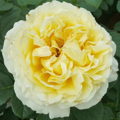 Роза Сирано де Бержерак Роза Сирано де Бержерак - Dolina-Sad.Ru