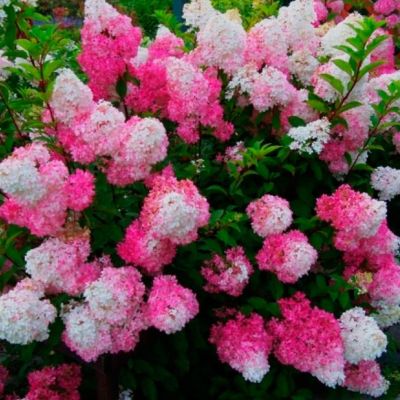 Гортензия метельчатая Фрейз Мельба Гортензия метельчатая Фрейз Мельба - Dolina-Sad.Ru