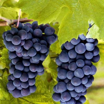 Виноград Молдова Виноград Молдова - Dolina-Sad.Ru