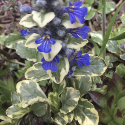 Живучка ползучая "Вариегата" Живучка ползучая "Вариегата" фото