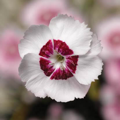 Гвоздика перистая "Дикси Пинк" Гвоздика перистая "Дикси Пинк" фото