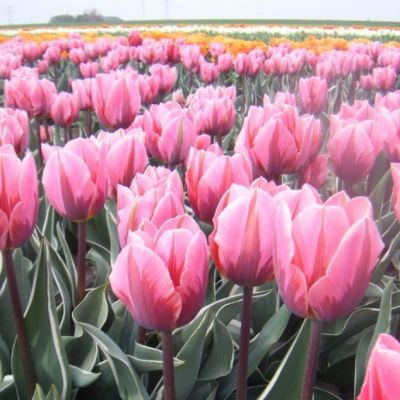 Тюльпан Претти Принцес Тюльпан Претти Принцес фото