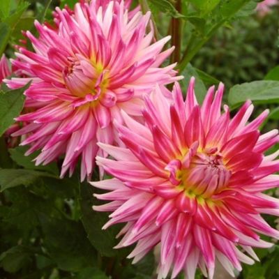 Георгина Ча Ча Георгина Ча Ча фото