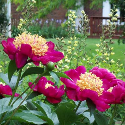 Пион Сворд данс Пион Сворд данс фото