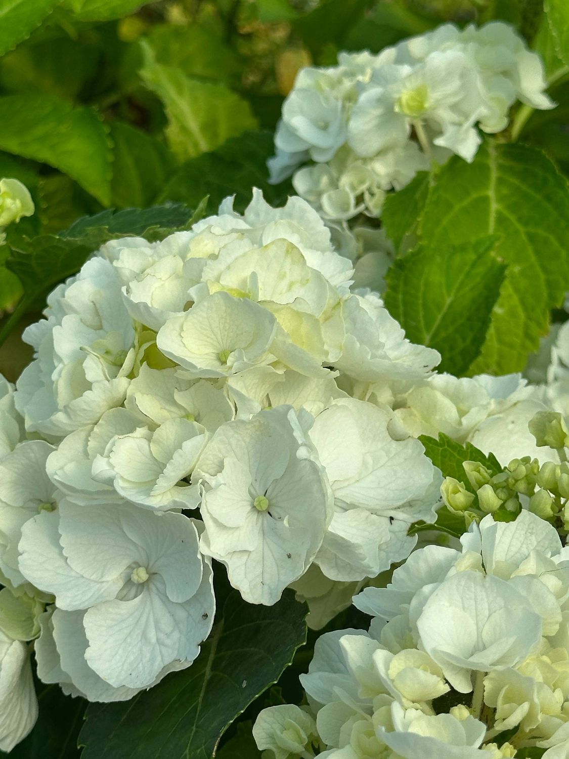 Гортензия крупнолистная Хай Кристал Пэлас - Dolina-Sad.Ru