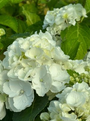 Гортензия крупнолистная Хай Кристал Пэлас - Dolina-Sad.Ru