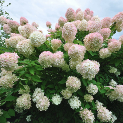 Гортензия метельчатая Грандифлора Гортензия метельчатая Грандифлора фото
