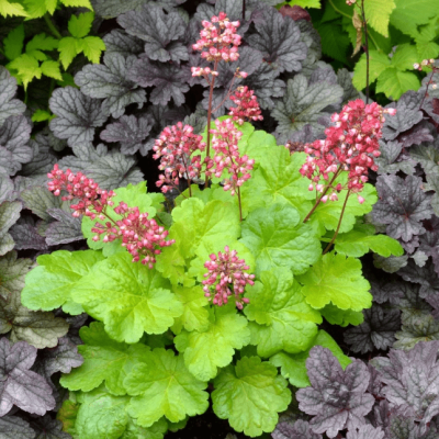 Гейхера Литтл Кьюти Свит Тарт , С1,5 Гейхера Литтл Кьюти Свит Тарт , С1,5 фото