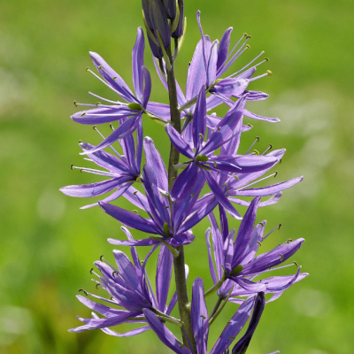 Камассия Кузика Камассия Кузика фото