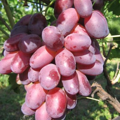 Виноград Ризамат Виноград Ризамат - Dolina-Sad.Ru