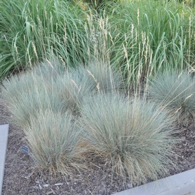 Овсец Вечнозеленый Пендула Овсец Вечнозеленый Пендула фото